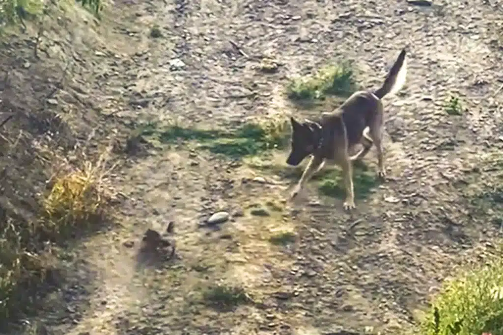 Perro acosa perdiz campo