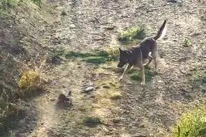 Perro acosa perdiz campo