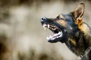 perro rabia Valencia