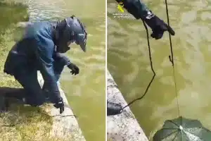 poderoso e ilegal método pesca cangrejos