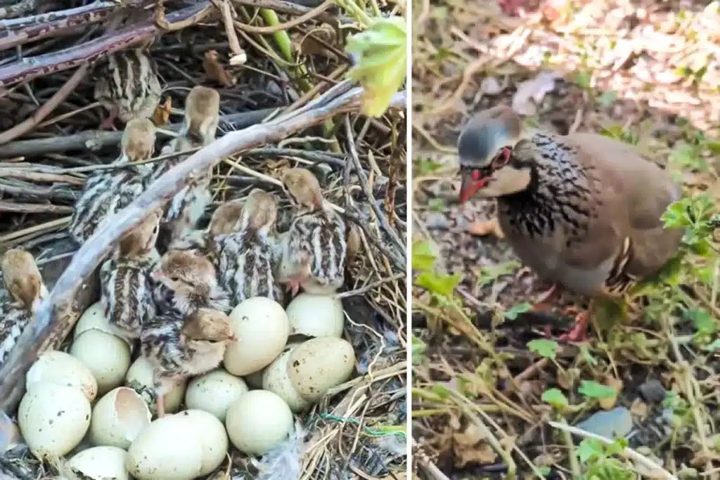 pollos perdiz roja salen del cascarón