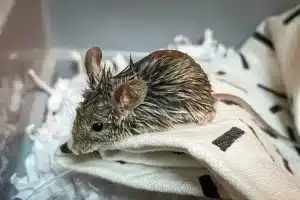 ratón de campo animalistas