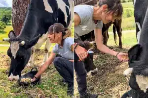 Animalista de un santuario vegano retira los crotales a una vaca lechera.