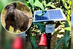 sistema ahuyentar jabalíes