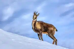 subasta coto de caza León