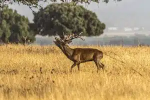subasta finca caza ciervo Ciudad Real