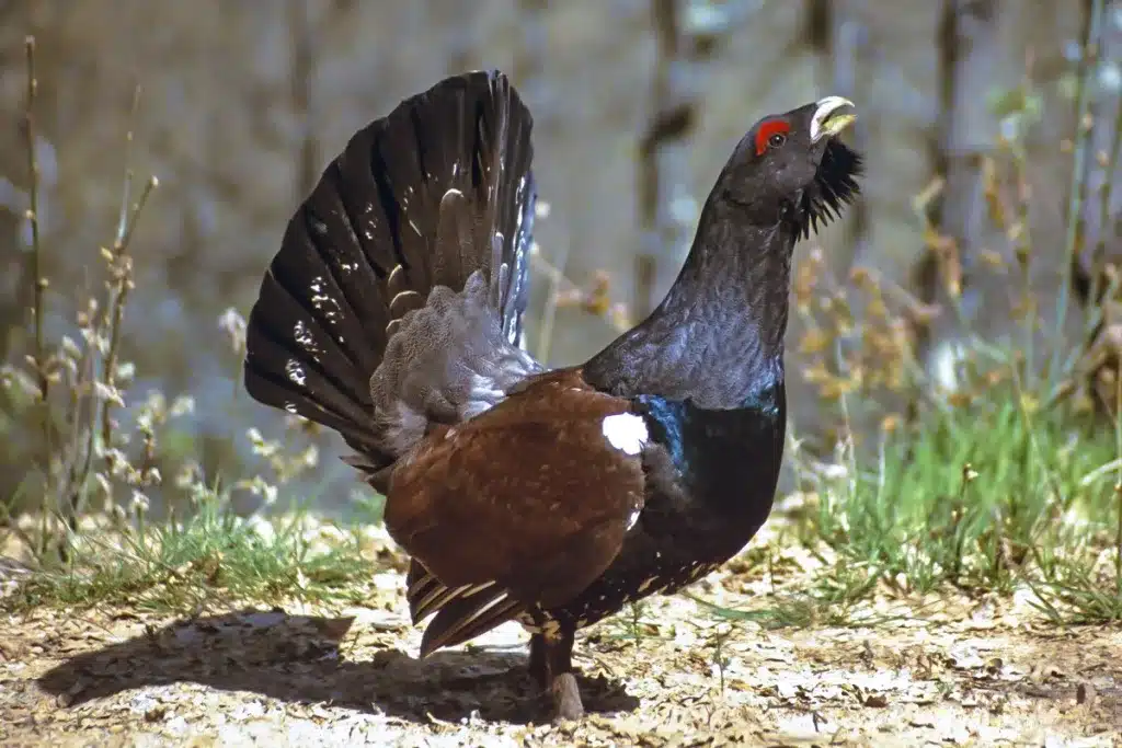 Urogallo cantábrico