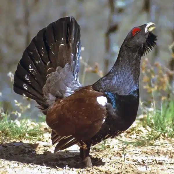 Urogallo cantábrico