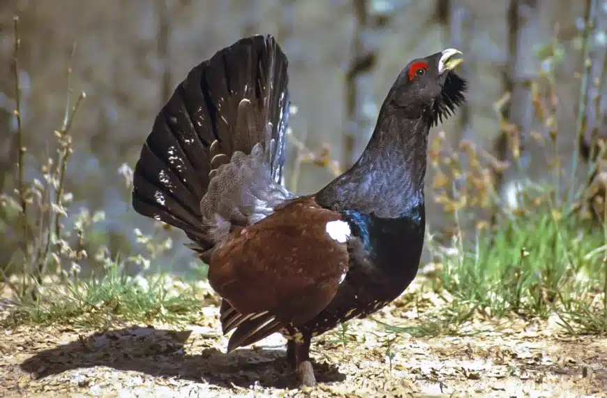 Urogallo cantábrico