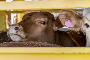 Vacas camino del matadero.