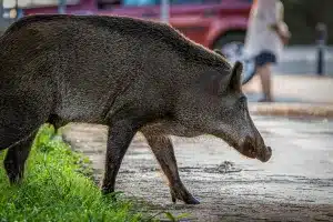 Una hembra de jabalí cruza una carretera.