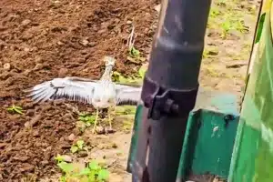 alcaraván conn dos huevos para un tractor