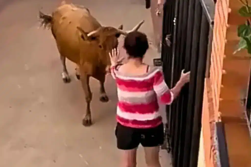 animalista vaca