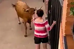 animalista vaca