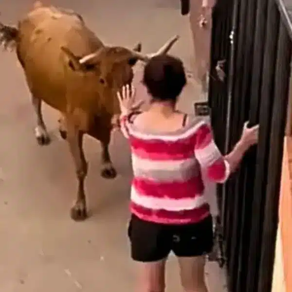 animalista vaca
