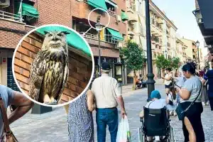 El búho en el centro de Leganés.