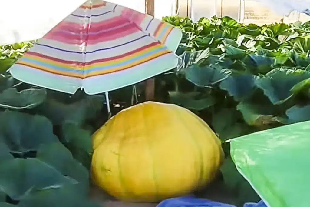 calabaza gigante