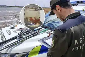 Cebo vivo peces acuario