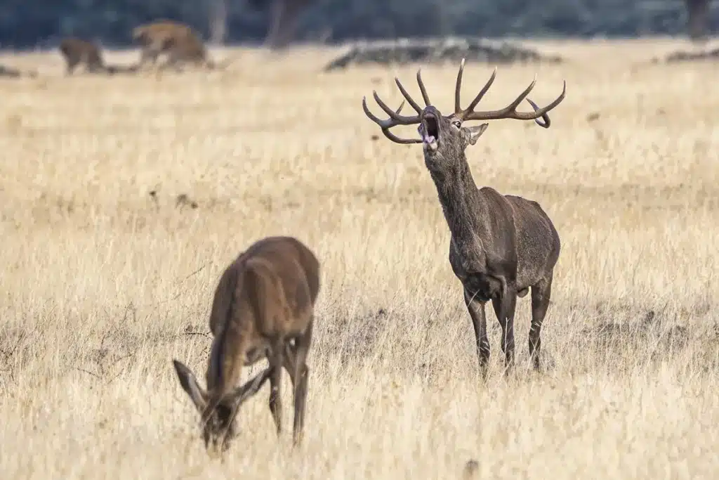 ciervo cierva estudio cuernas
