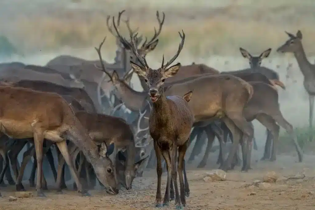 ciervos Cabañeros