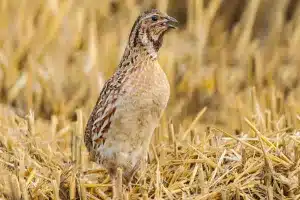 Codorniz. © Shutterstock