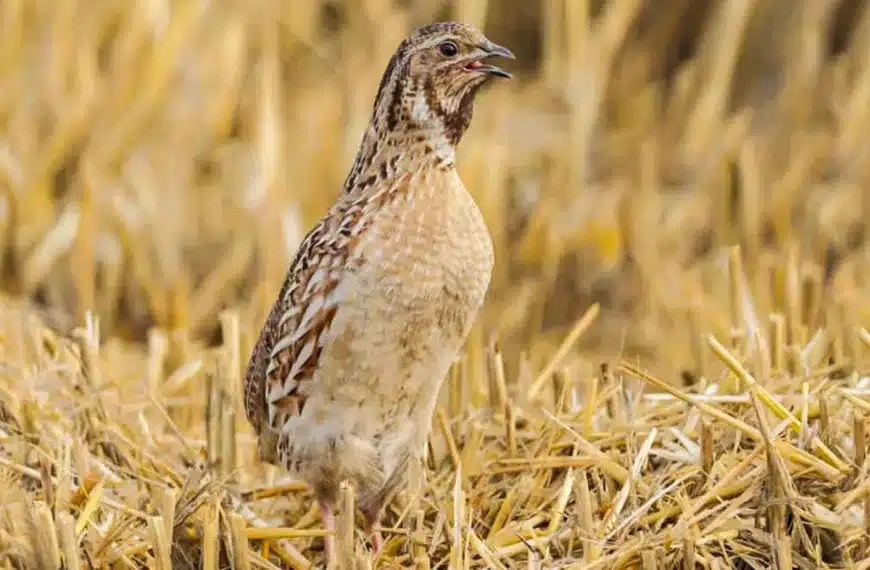 Codorniz. © Shutterstock