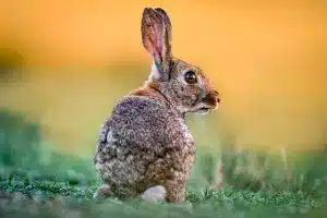 Conejo comiendo en un cultivo de Castilla-La Mancha.