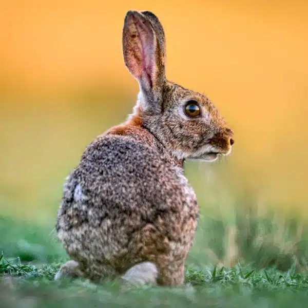Conejo comiendo en un cultivo de Castilla-La Mancha.