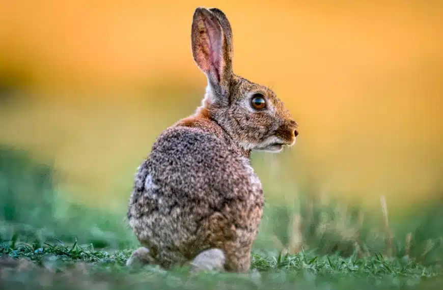 Conejo comiendo en un cultivo de Castilla-La Mancha.