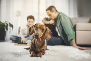 curso para tener perro pero no para tener hijo