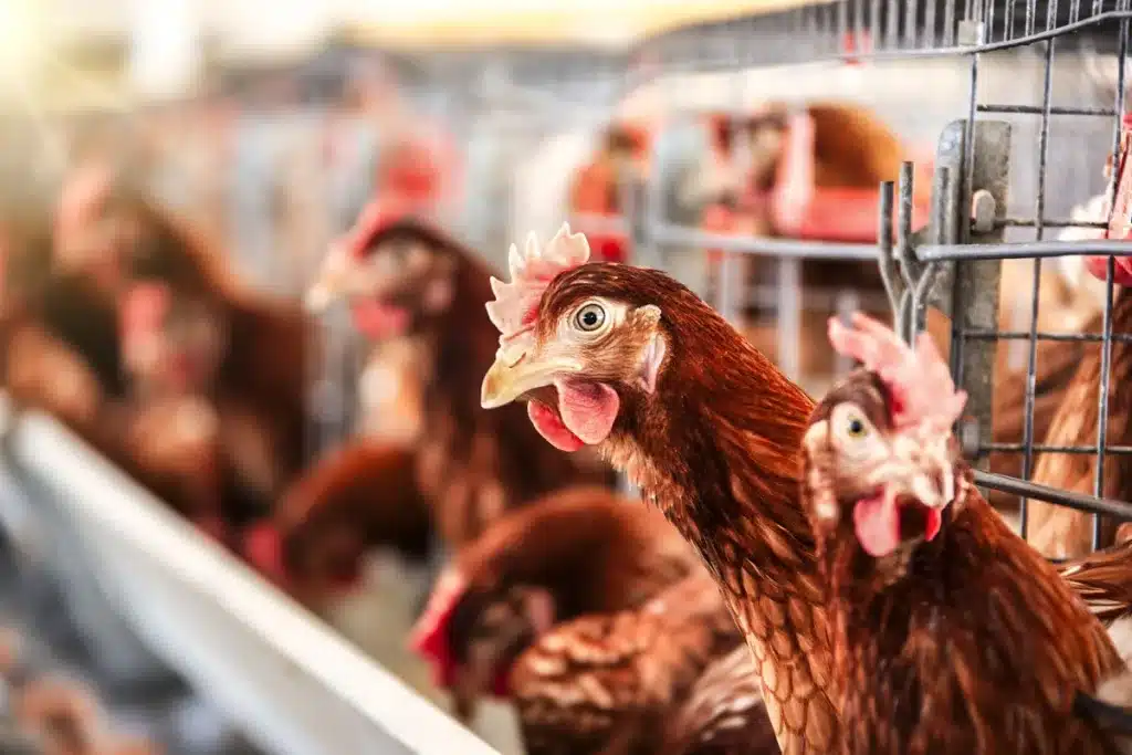 detectado foco gripe aviar Toledo