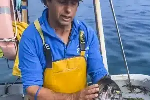 diferencia dorada de mar o de piscifactoría