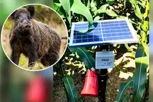 dispositivo agricultor espantar jabalies