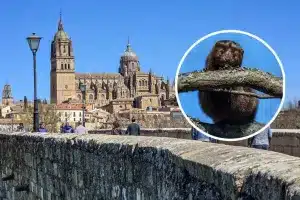 Especie invasora Salamanca