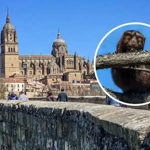 Especie invasora Salamanca