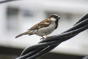 estudio gorrión ciudad
