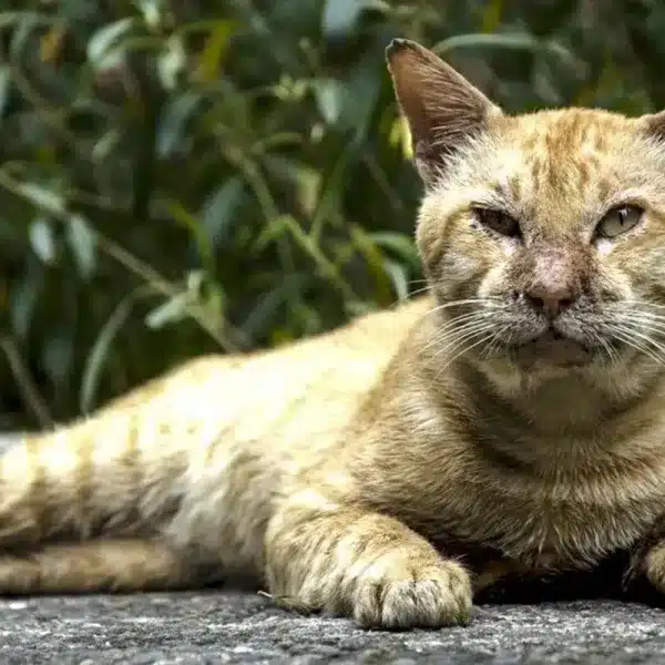 gato