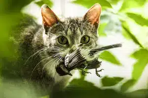 gatos comen especies protegidas