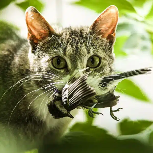 gatos comen especies protegidas