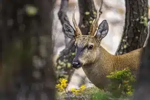 Huemul