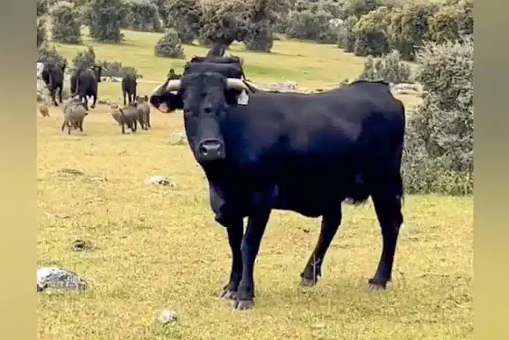 intrusos sorpresa vacas