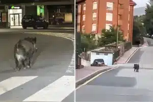 El jabalí deambulando por los juzgados y la plaza de España de Béjar.