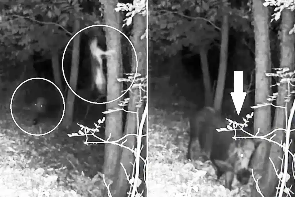 jabalí persigue gato