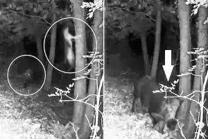 jabalí persigue gato