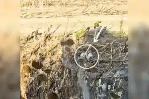 Un agricultor de Sevilla descubre un animal único mientras cosecha girasoles
