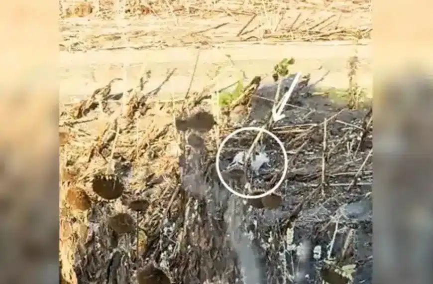 Un agricultor de Sevilla descubre un animal único mientras cosecha girasoles