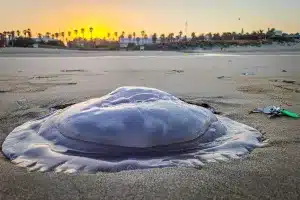 medusa-costa-ballena