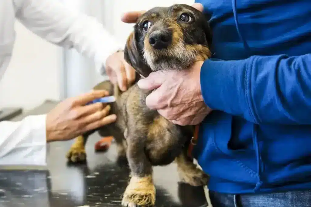 multas perro veterinario una vez al año