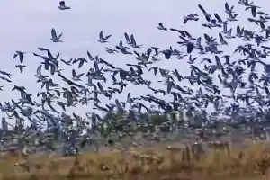 palomas torcaces fiebre azul