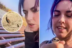 perdigones paso canadiense